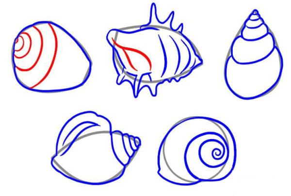 Ракушка вектор