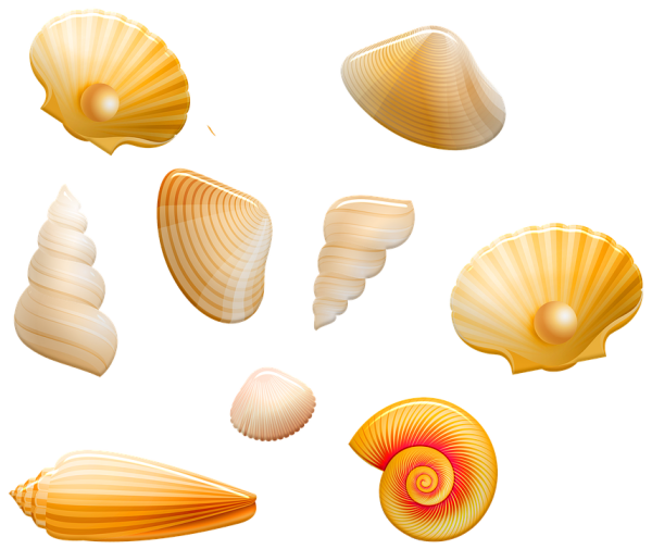 Морская раковина акварель