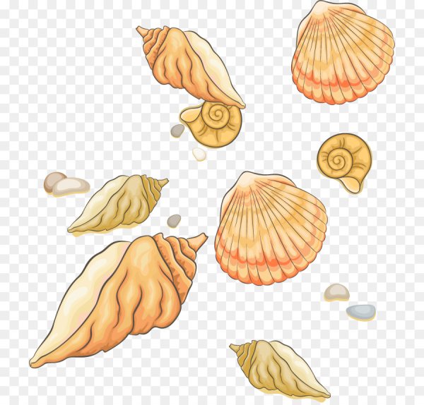 Детские рисунки ракушки