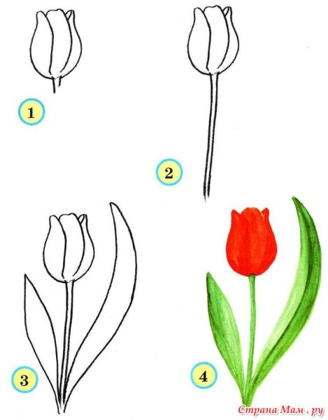 Поэтапное рисование цветов