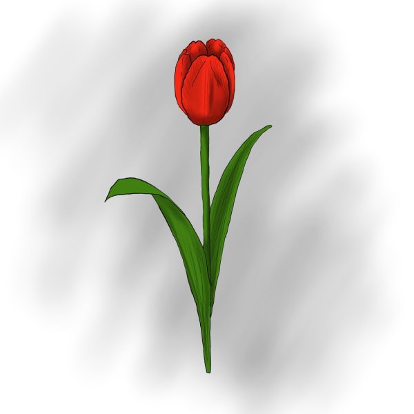 Тюльпаны рисунок