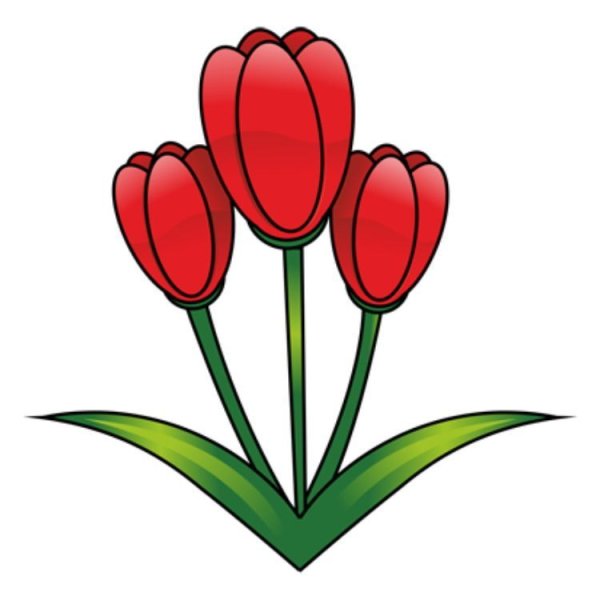 Рисование тюльпанов