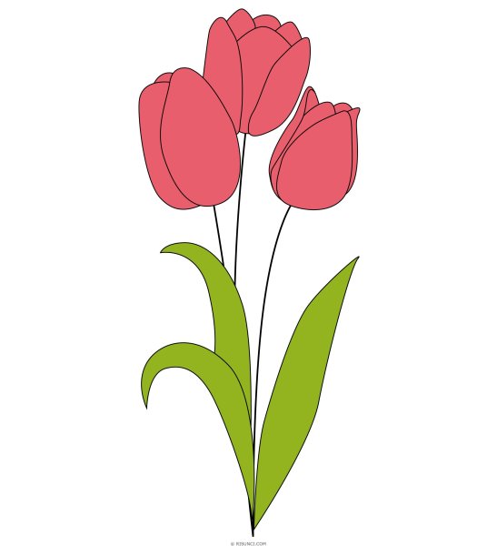 Тюльпаны рисунок