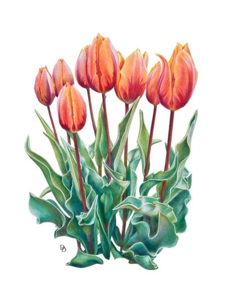 Тюльпан раскраска для детей