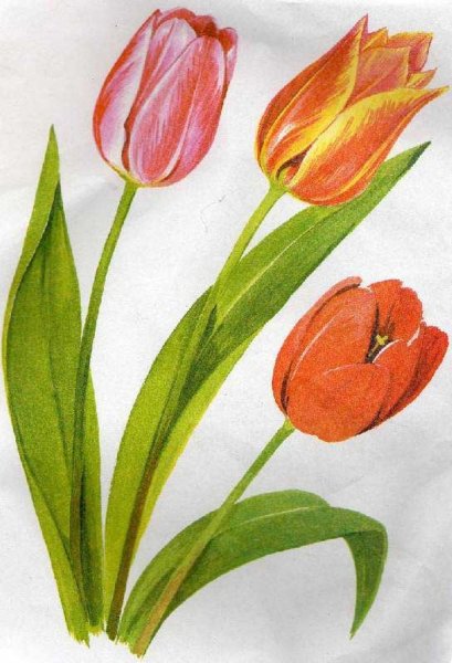 Тюльпан рисунок карандашом для детей