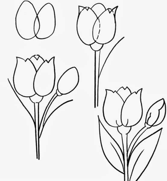 Тюльпан раскраска цветная