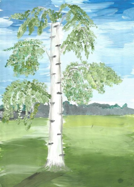 Рисование березы в средней группе