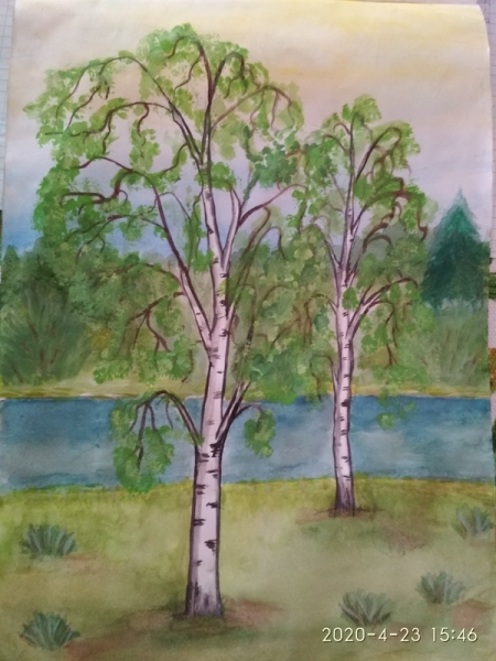 Березовая роща гуашью