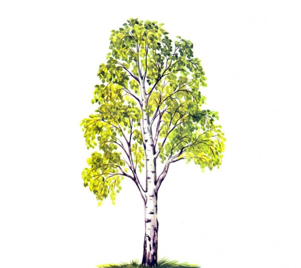 Рисование березы в старшей группе