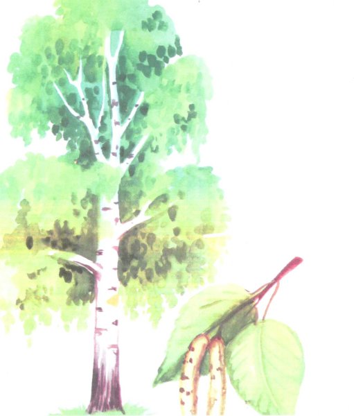 Дерево друидов берёза