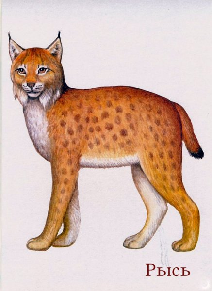 Рысь для детского сада