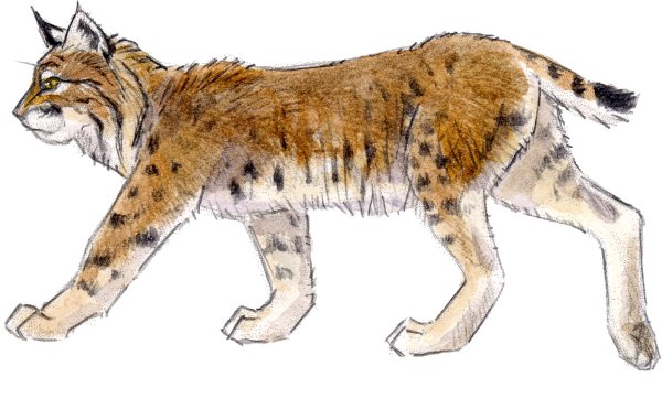 Рысь рисунок