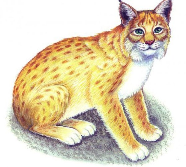 Рысь для детей