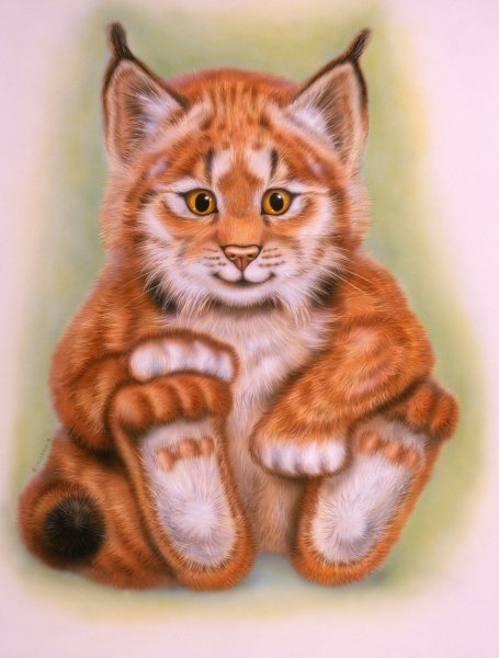 Рысь рисунок цветной