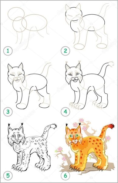Поэтапное рисование рыси для детей