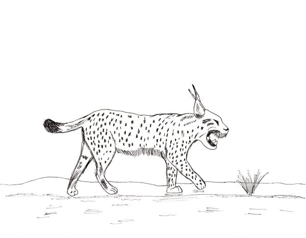 Кавказская Рысь рисунок