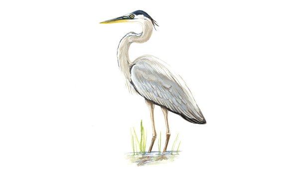 Цапля для детей