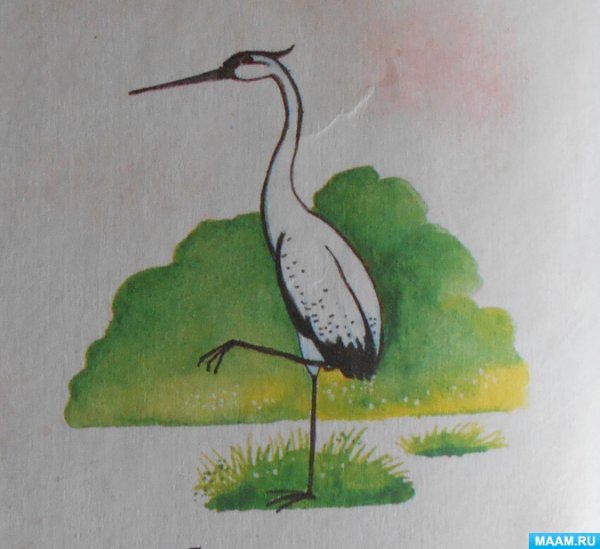 Журавль раскраска