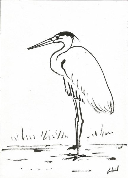 Журавль красавка раскраска