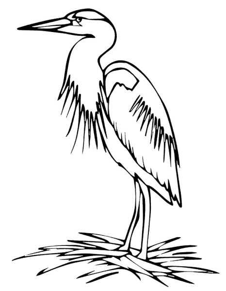 Цапля контур