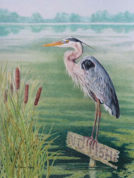 Цапля раскраска