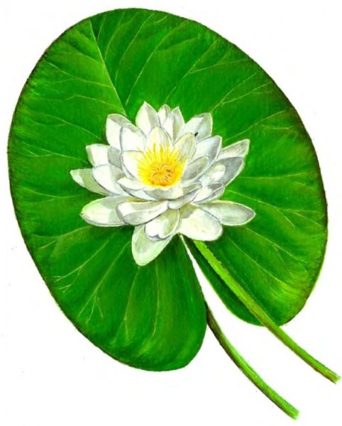 Кувшинка белая листья