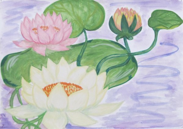 Кувшинка белая (белая водяная Лилия) рисунок