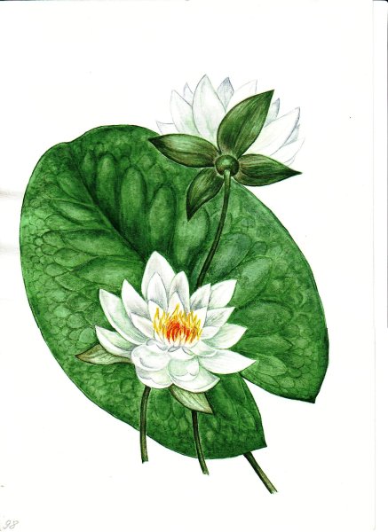 Кувшинка чисто-белая листья