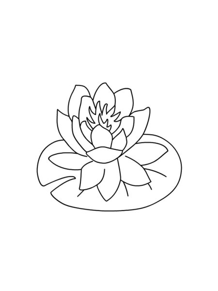 Кувшинка белая для раскрашивания