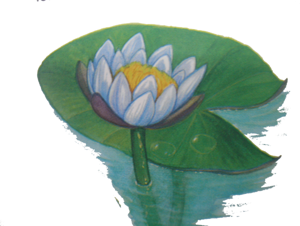 Кувшинка белая (белая водяная Лилия) рисунок