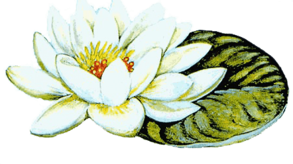 Кувшинка чисто белая рисунок