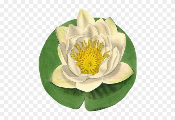 Кувшинка белая вектор