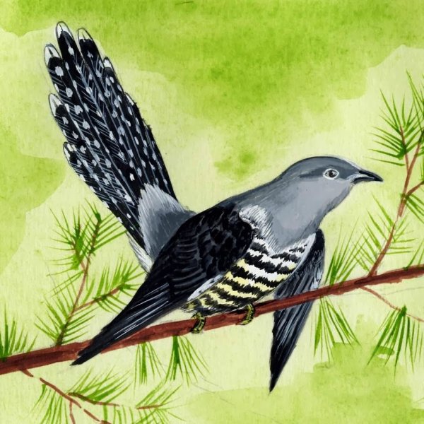 Изображение кукушки для детей