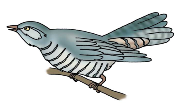 Кукушонок мультяшный