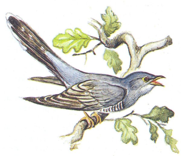 Виталий Бианки золотое сердечко