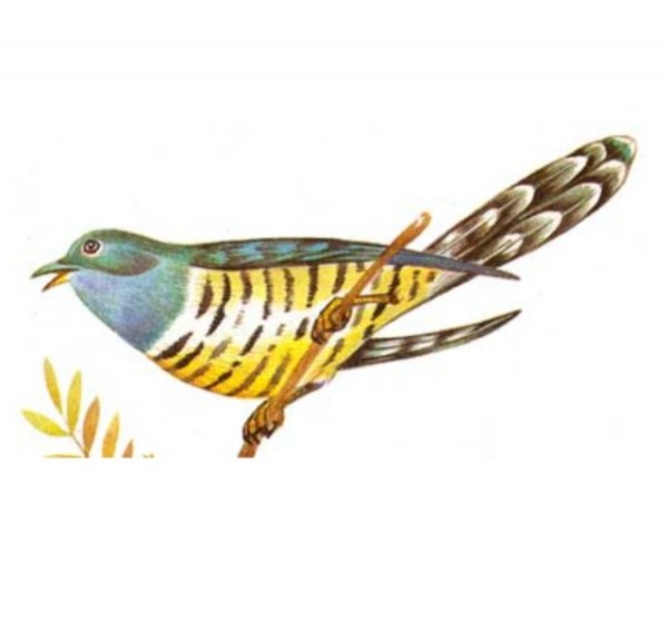 Изображение кукушки для детей