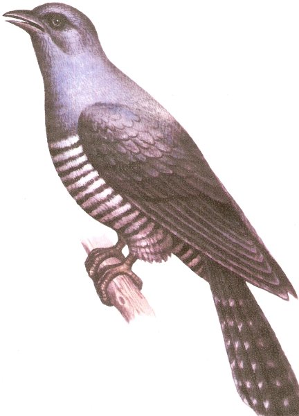 Кукушка для детей