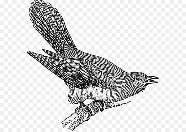 Кукушка раскраска