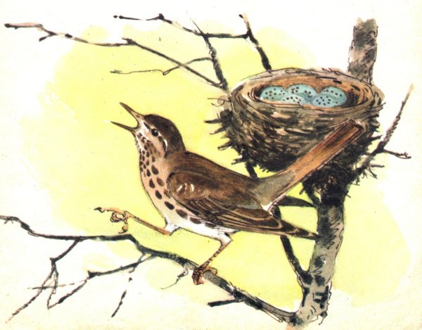 Аистята Скребицкий