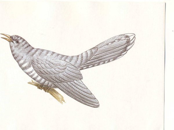 Кукушка для детей