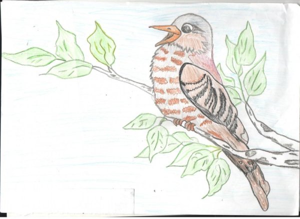 Виталий Бианки Кукушонок