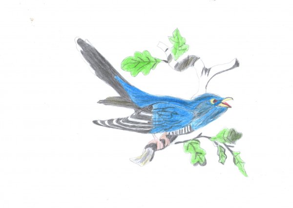 Кукушка цветными карандашами