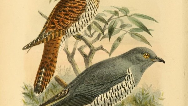 Кукушка обыкновенная самка