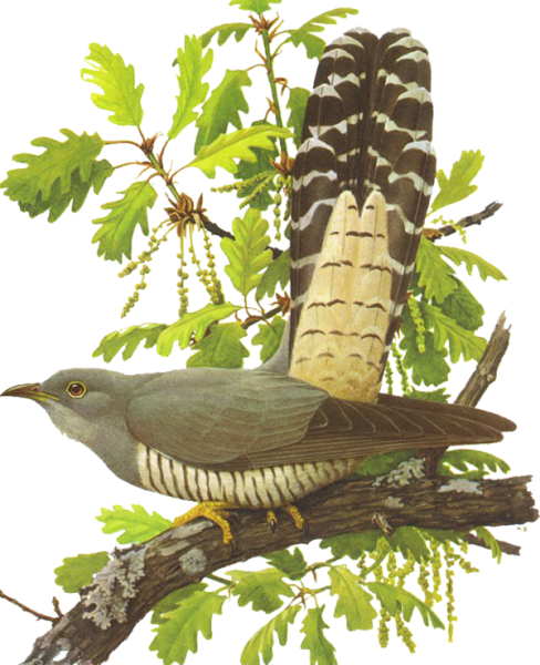 Кукушка картина