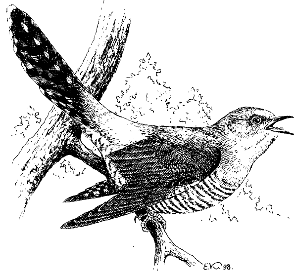 Кукушонок рисунок