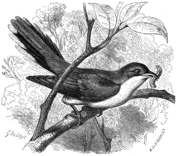 Кукушка набросок