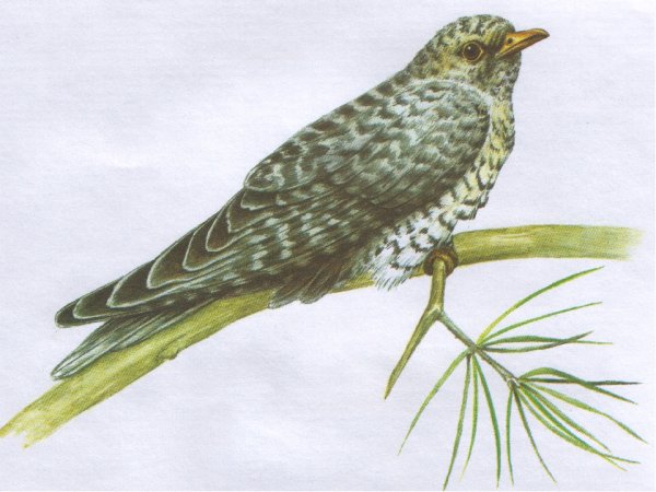 Перелетные птицы Кукушка для детей