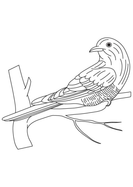 Кукушка раскраска
