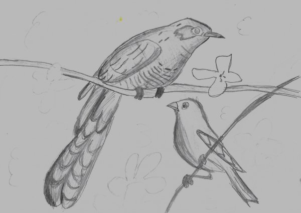 Кукушка рисунок