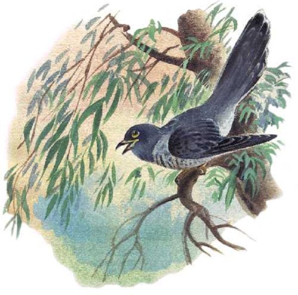 С Я Маршак Кукушка